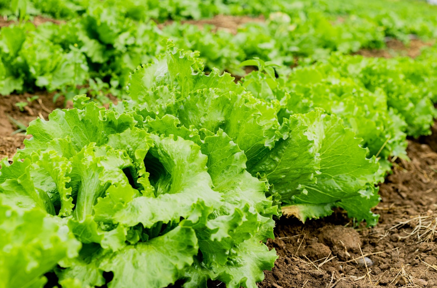 The Art of Sustainable Farming at Grateful Gather